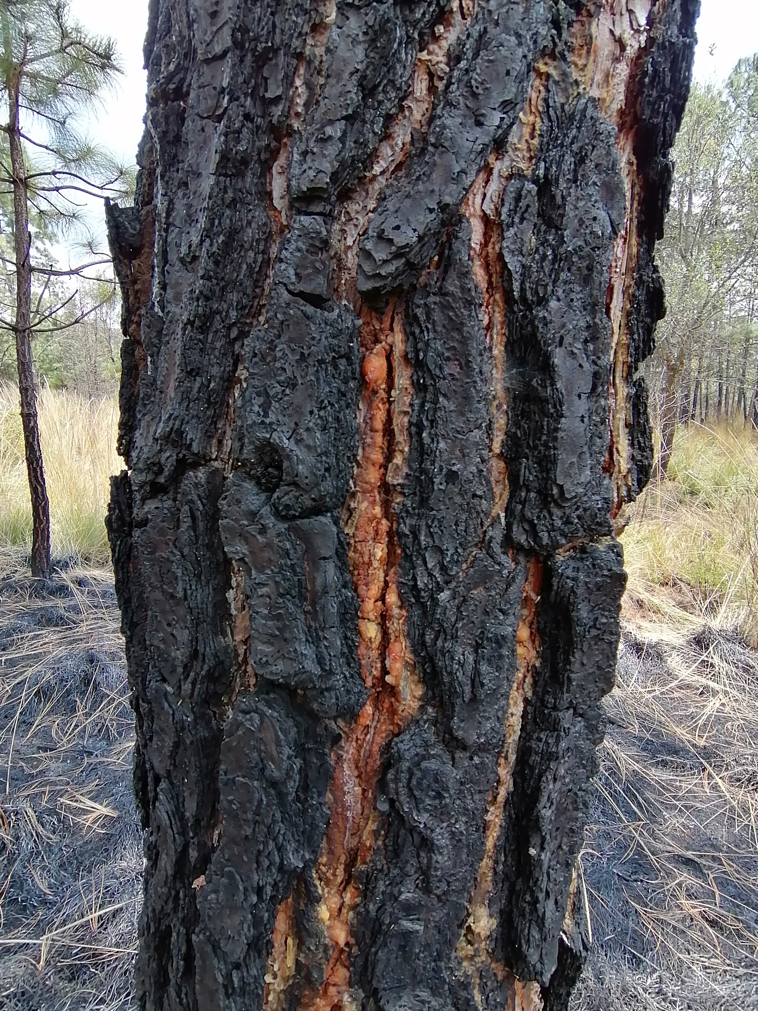 La corteza de los árboles de pino y encino es gruesa y contiene una resina que le permite quemarse junto con el fuego, y al mismo tiempo, impide que queme la parte interior del árbol. El árbol se asoma detrás de una cicatriz que tirará en unos meses para continuar creciendo. Fotografía del autor.