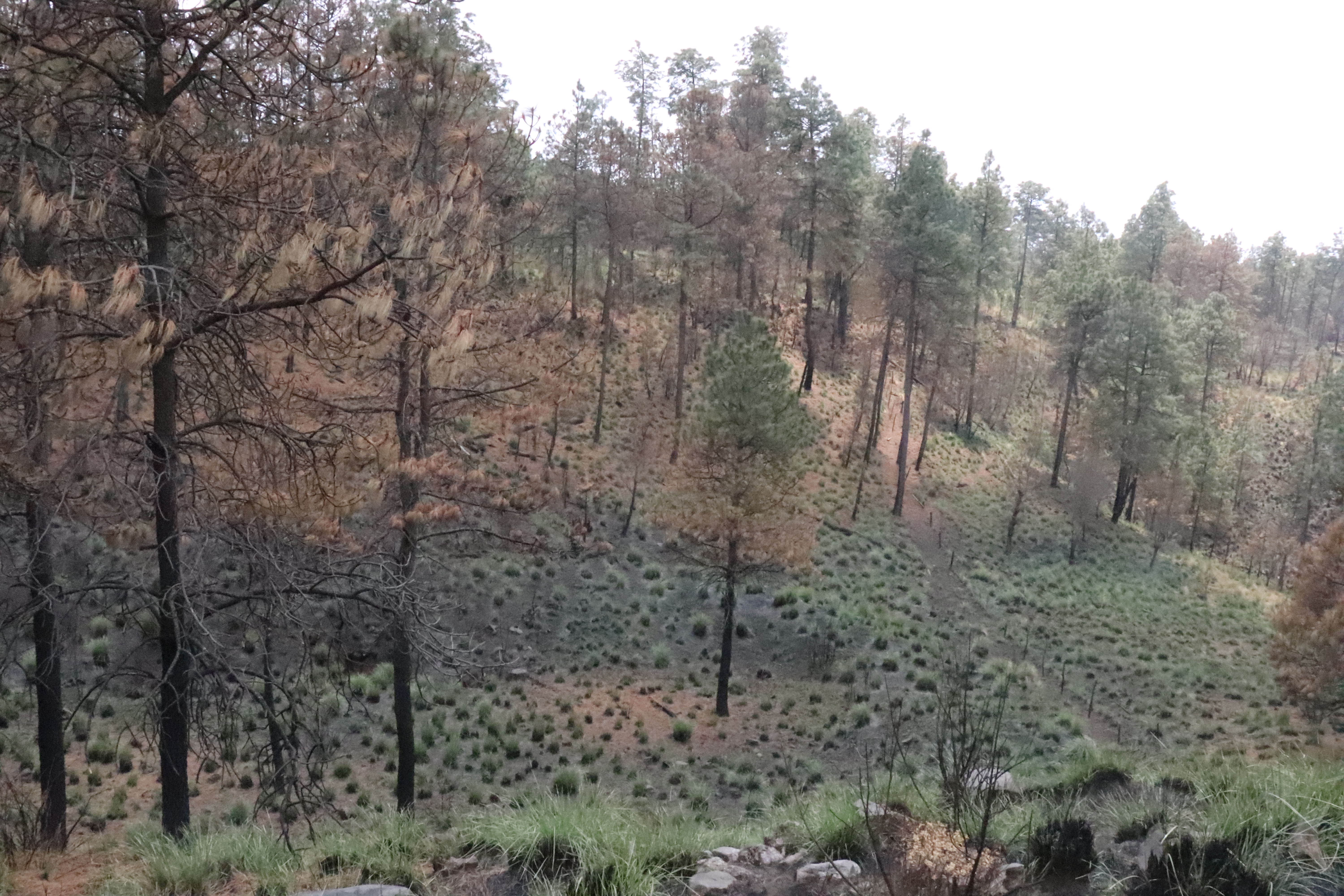 Paraje que sufrió un fuego forestal el año pasado. Los zacates, aún negros en el centro, ya se muestran verdes, así como los brotes de algunos árboles. La carga de combustible es baja, y no hay ningún tipo de vegetación que no pertenezca al ecosistema. Fotografía del autor