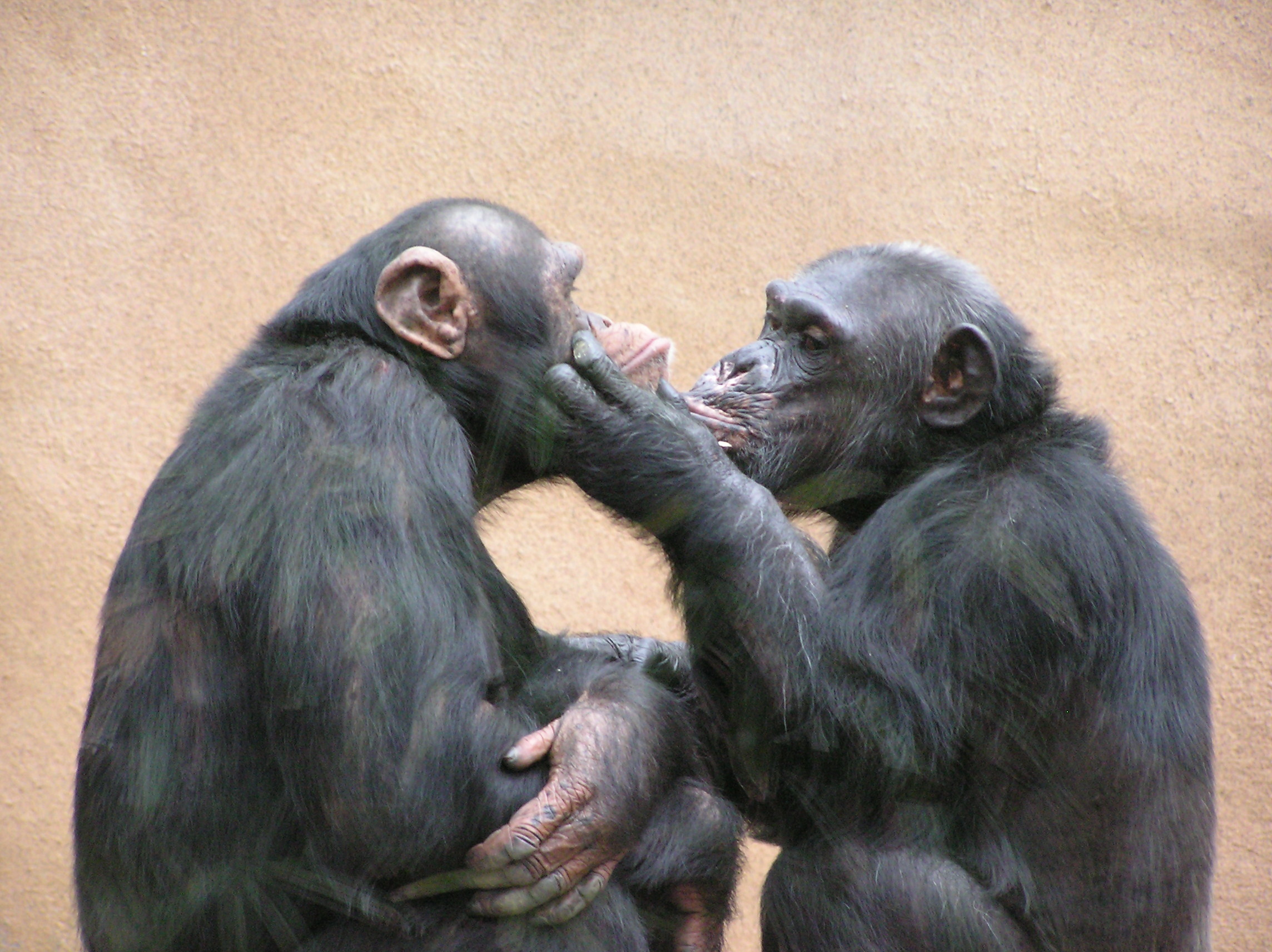 Chimpancés mostrando comportamiento afectivo entre sí.