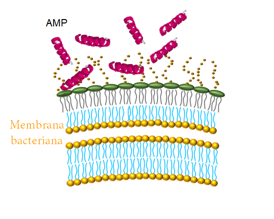 Péptidos antimicrobianos (AMP) en contacto con las membranas bacterianas. Imagen modificada del sitio web de la Universidad de Antioquia.