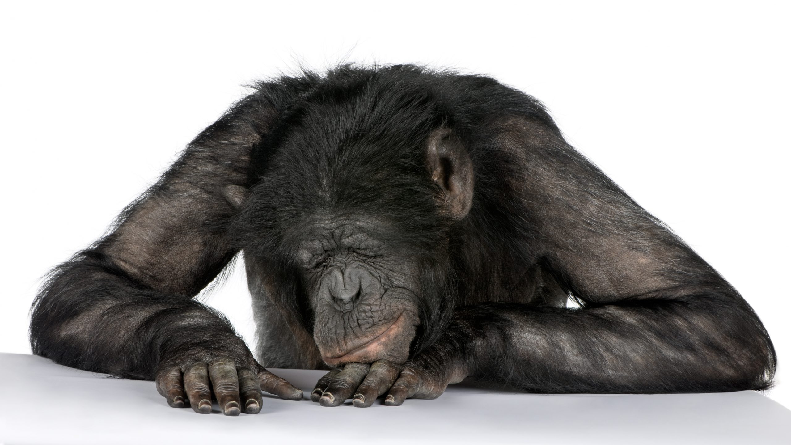 Mono durmiendo en un escritorio; entre chimpancé y Bonobo (20 años).