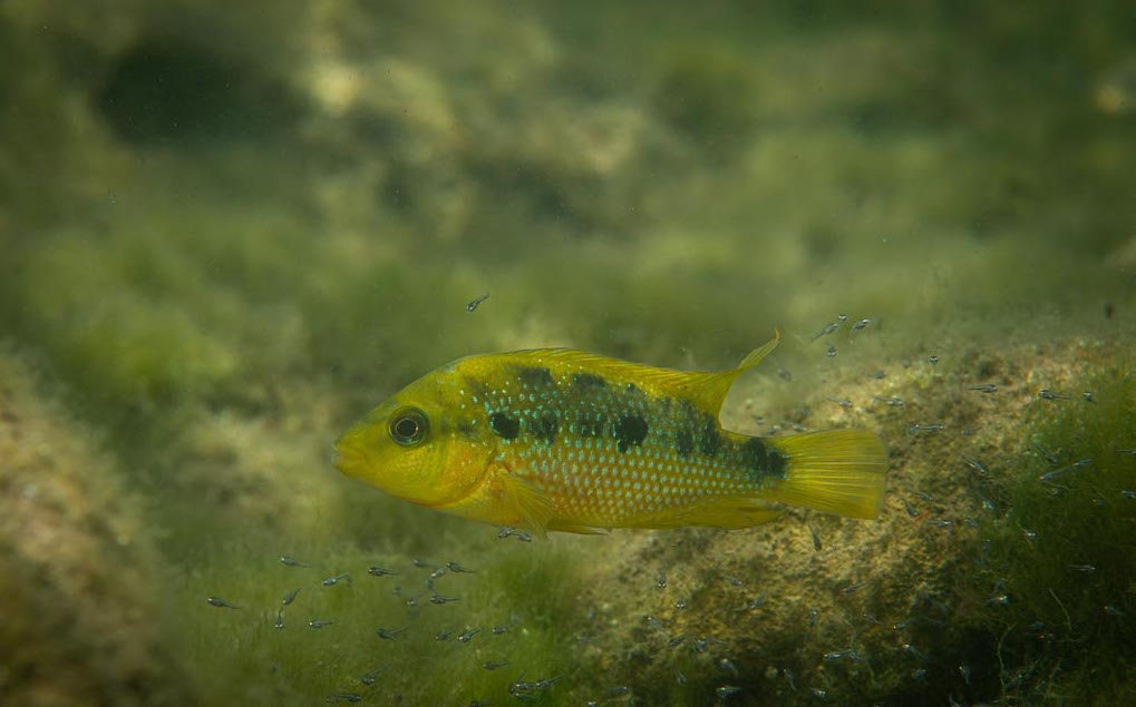 foto portada mojarra con crías