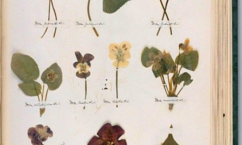 Emily-Dickinsons-Herbarium_-A-Forgotten-Treasure-at-the-Intersection-of-Science-and-Poetry-e1653454889861