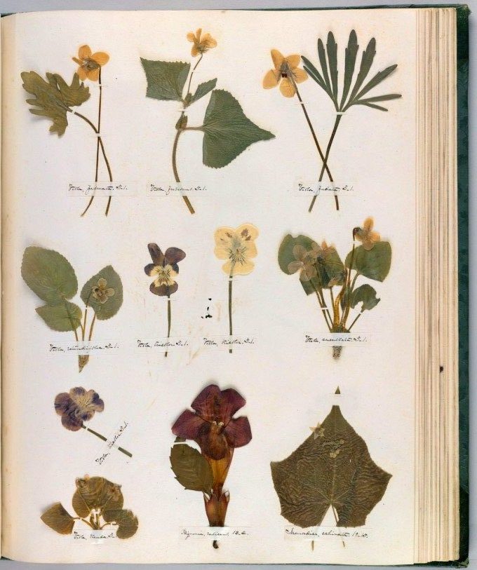 Emily-Dickinsons-Herbarium_-A-Forgotten-Treasure-at-the-Intersection-of-Science-and-Poetry-e1653454889861