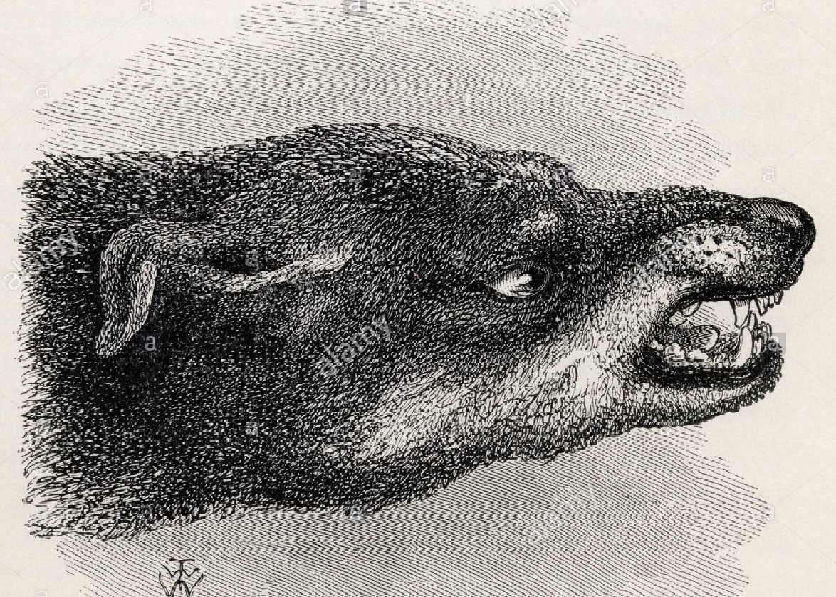 En 1872, Darwin estableció algunas analogías entre las expresiones faciales de los animales y de los humanos. Por ejemplo, un perro que gruñe.