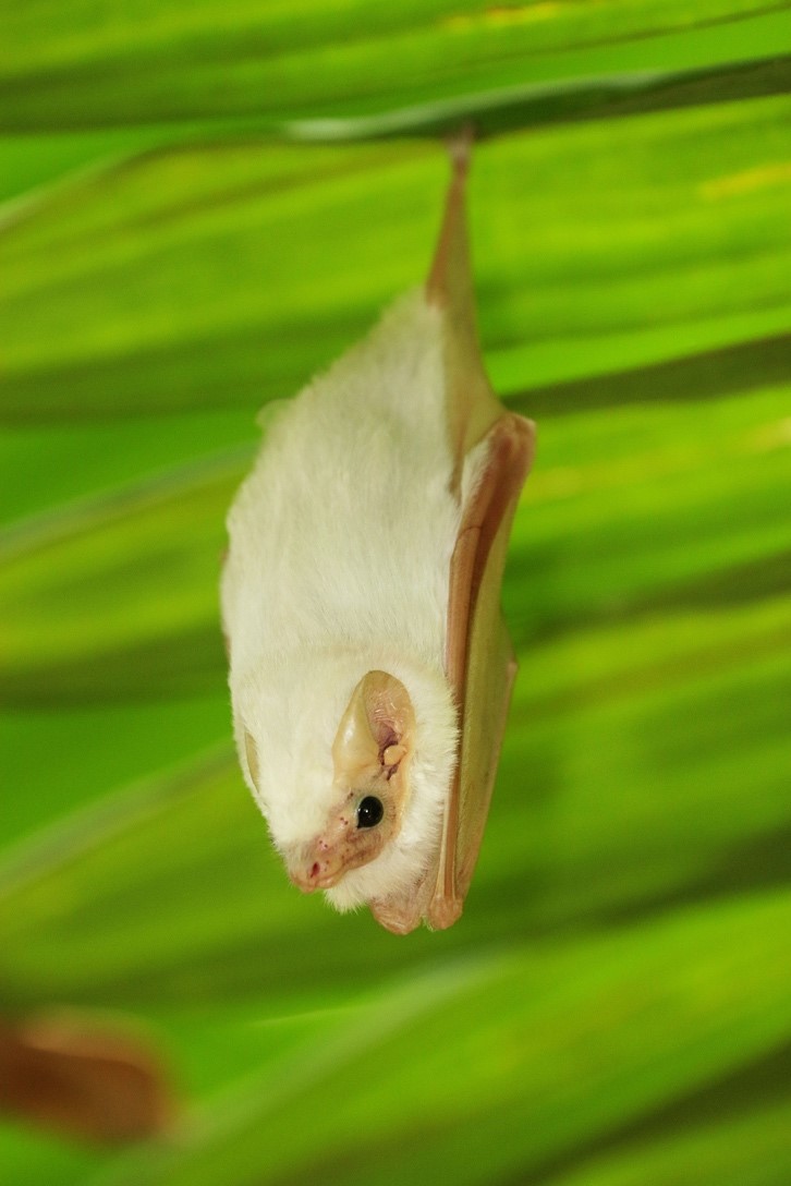 Individuo del murciélago blanco Diclidurus albus, especie solitaria que percha en palmas. Fotografía de Manuel Sánchez Mendoza, 2018.
