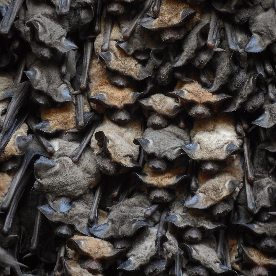 Colonia de murciélago de cola libre Tadarida brasiliensis en la cueva de Topolobambo, Sinaloa, México. Fotografía de José Juan Flores Martínez, 2019.