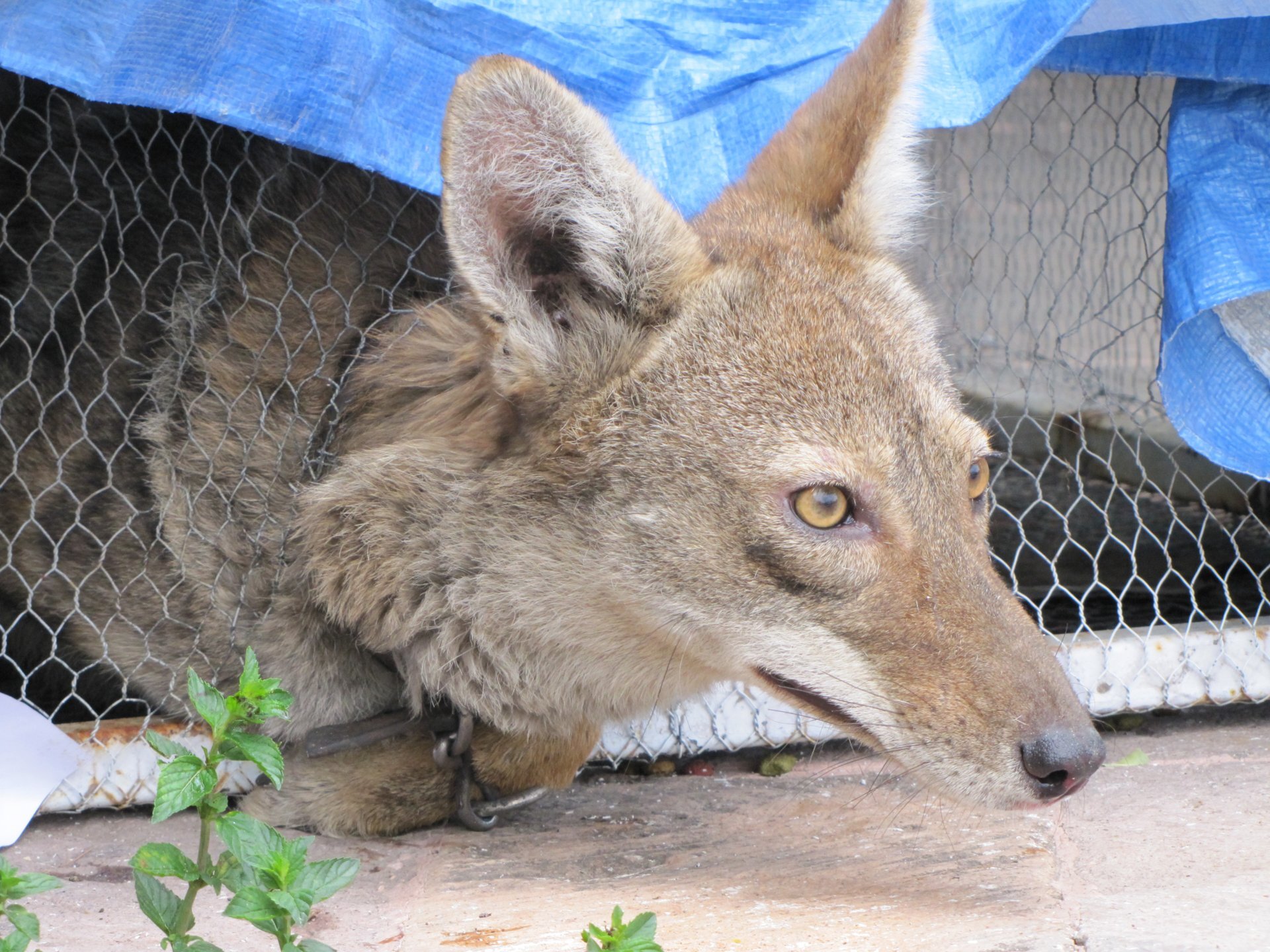Imagen 4. Coyote decomisado de un taller mecánico por tenerlo ilegalmente como mascota. Fotos de María Eugenia Espinosa Flores, Guanajuato, 2013.