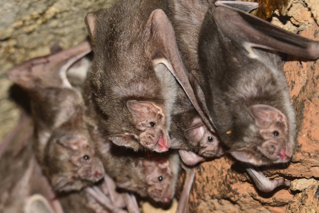 La vida social de los murciélagos