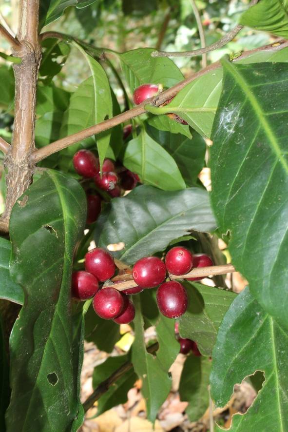 Fruto del café, también conocido como drupa. Chiapas, 2021.