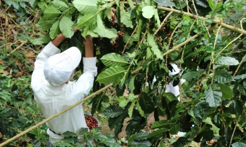 Crónica de una cosecha de café: una mirada al trabajo de la mujer campesina