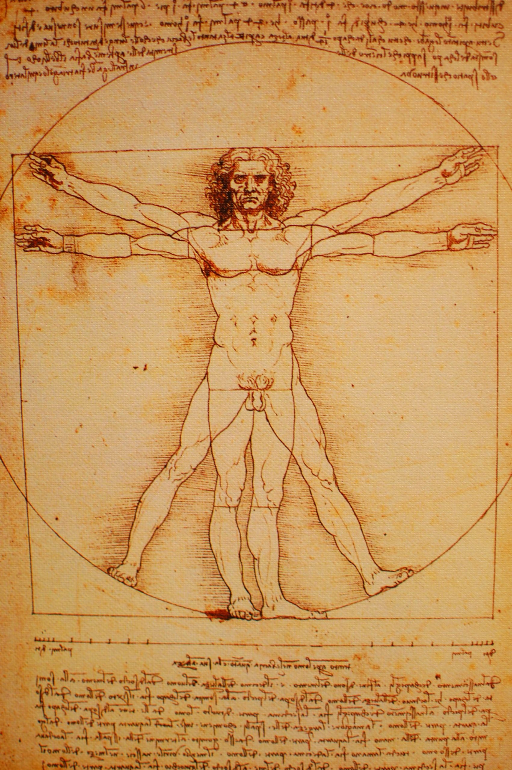 El Hombre de Vitruvio, obra que señala las “proporciones ideales” en el cuerpo humano, de acuerdo con Leonardo Da Vinci. "Vitruvian Man" by Doug.Williams is licensed under CC BY 2.0.
