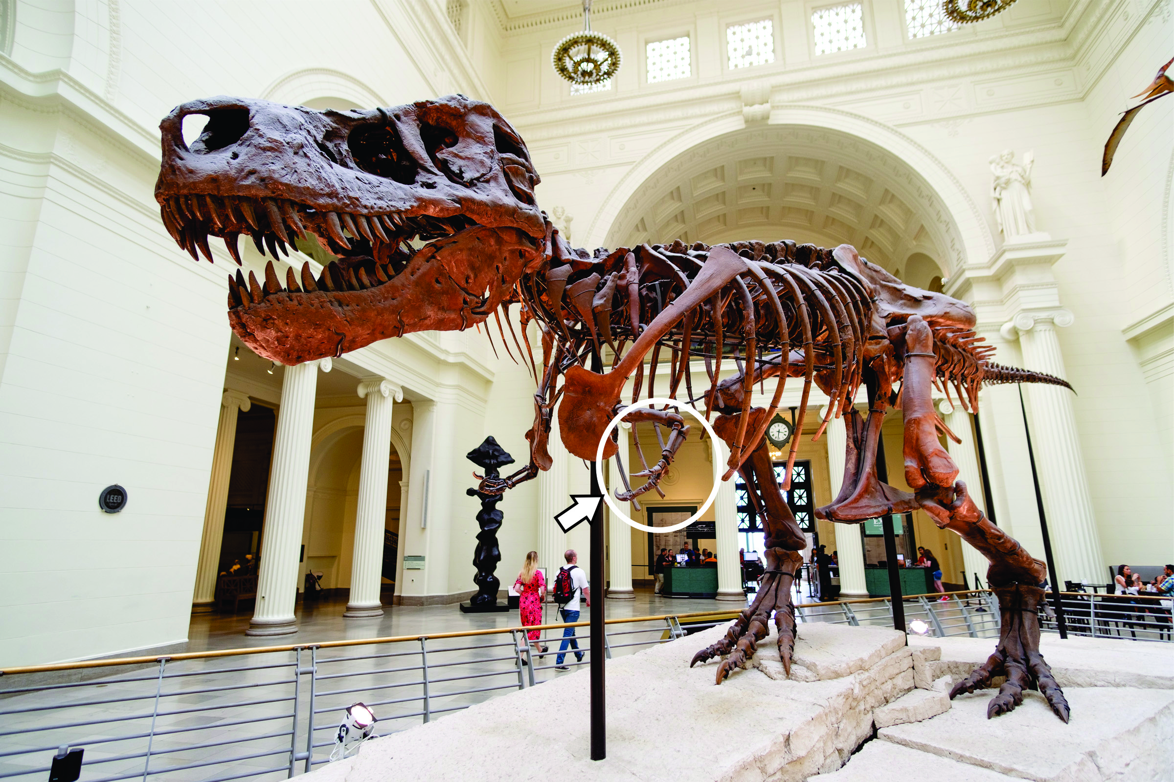 Esqueleto de T-rex. Nótese los diminutos brazos vestigiales (en círculo blanco). "Sue, the world's most complete T-Rex skeleton fossil" by ToastyKen is licensed under CC BY 2.0.