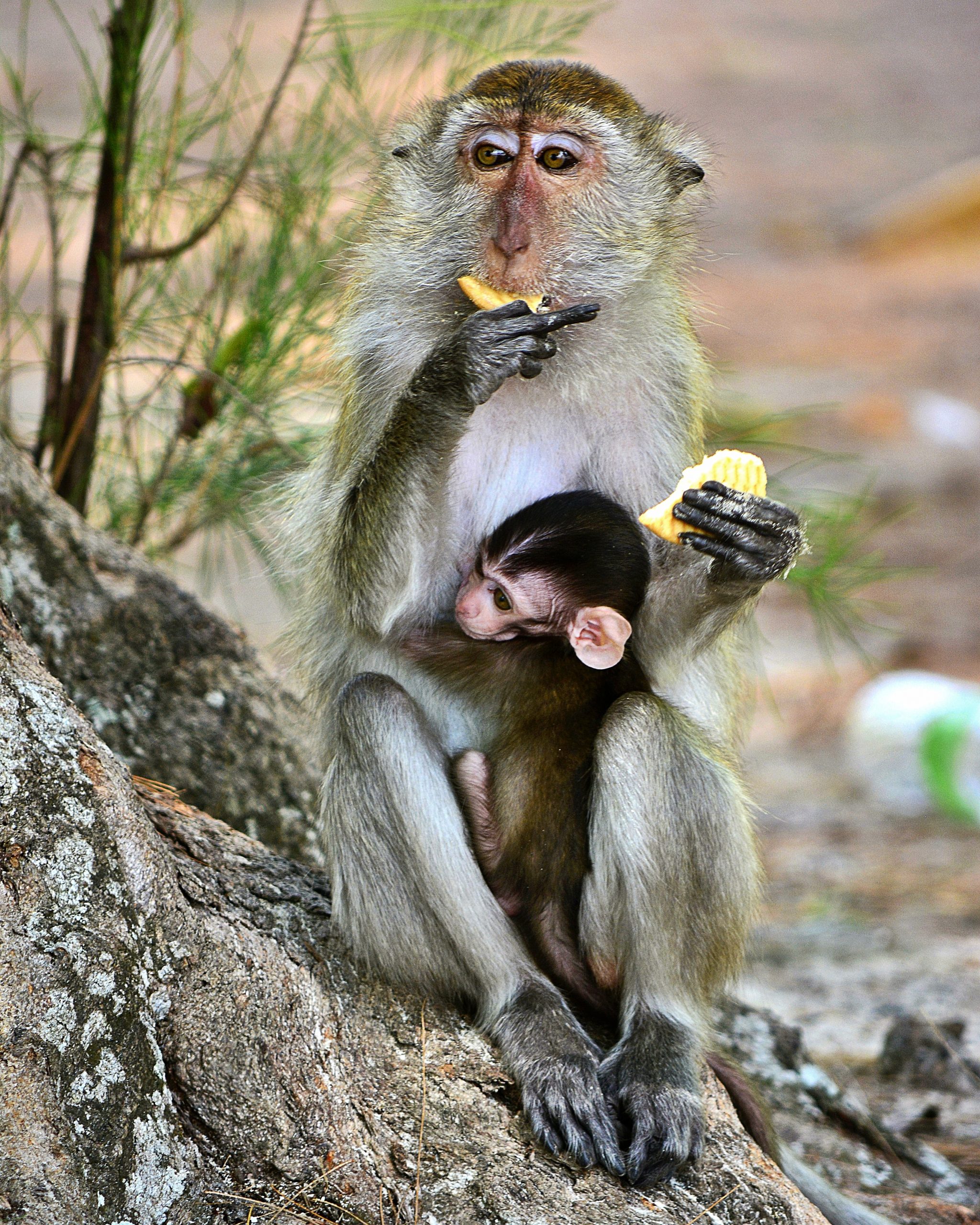 Monos alimentándose. Fotografía de Sneha Cecil.