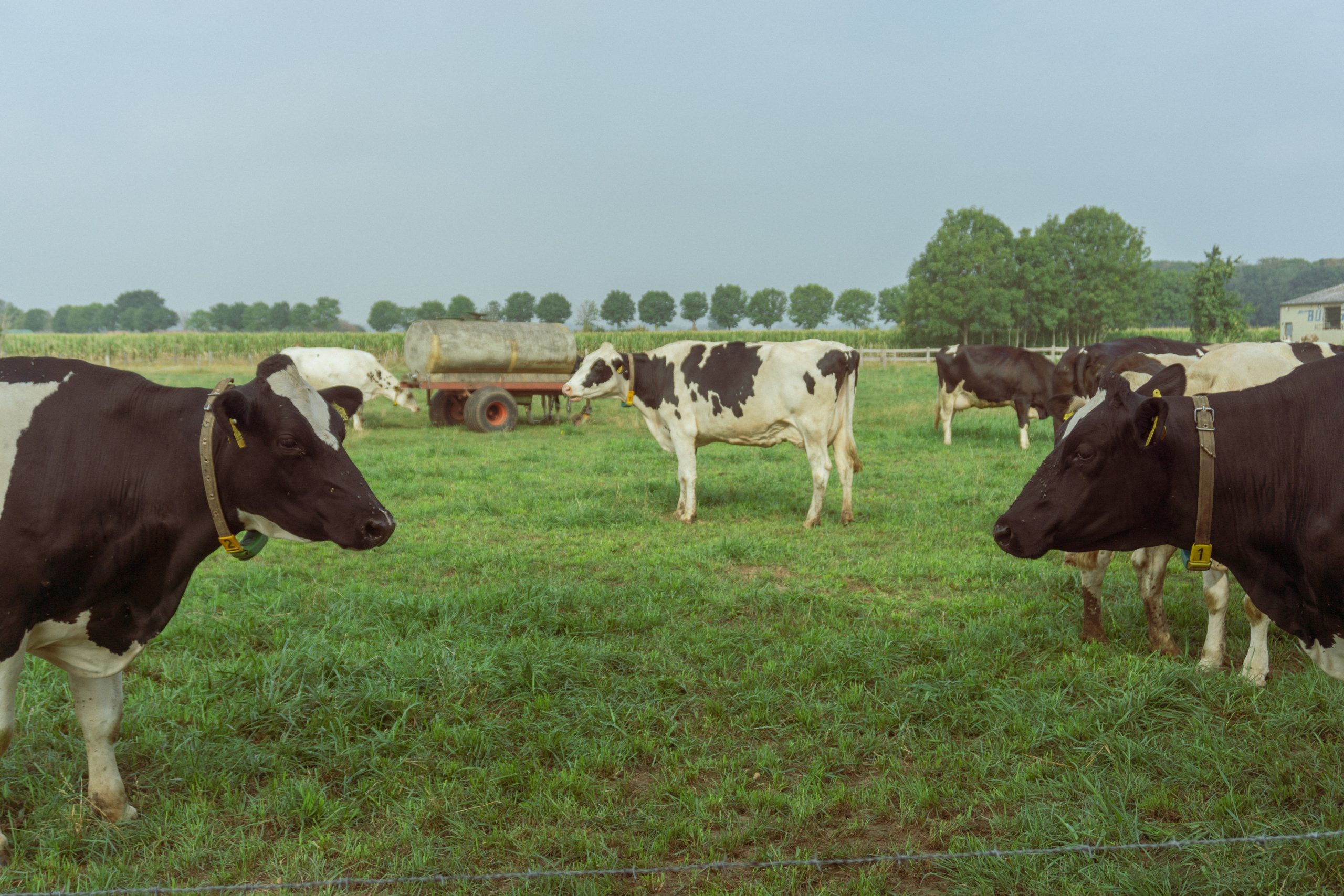 Las vacas corren riesgo de contagiarse de anaplasmosis, que se transmite por garrapatas. 