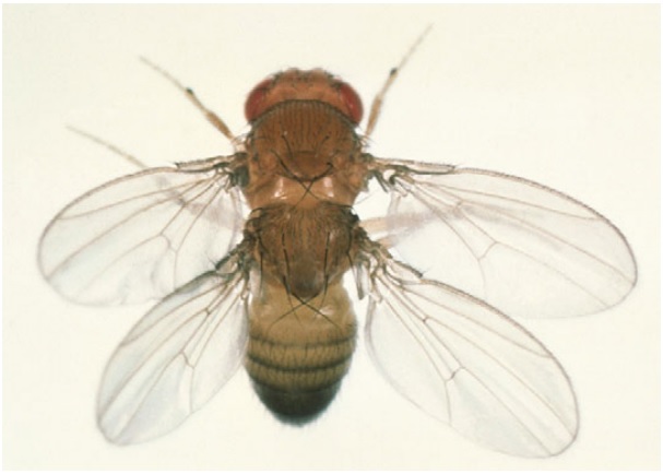  La mosca de 4 alas es la musa que nos inspira a muchos científicos que a la fecha, seguimos interesados en el estudio de la regulación de los genes homeóticos.