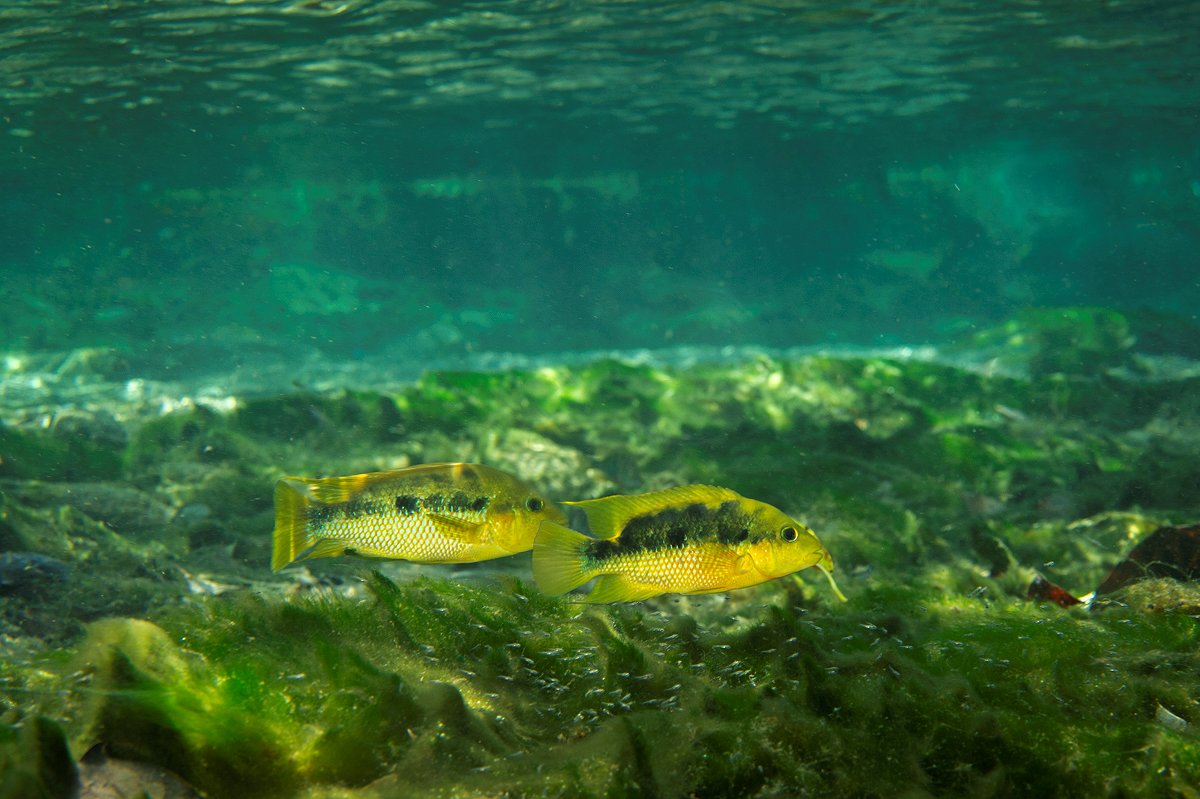 Parentales y juveniles de la mojarra criolla (fotografía Isaí Domínguez).