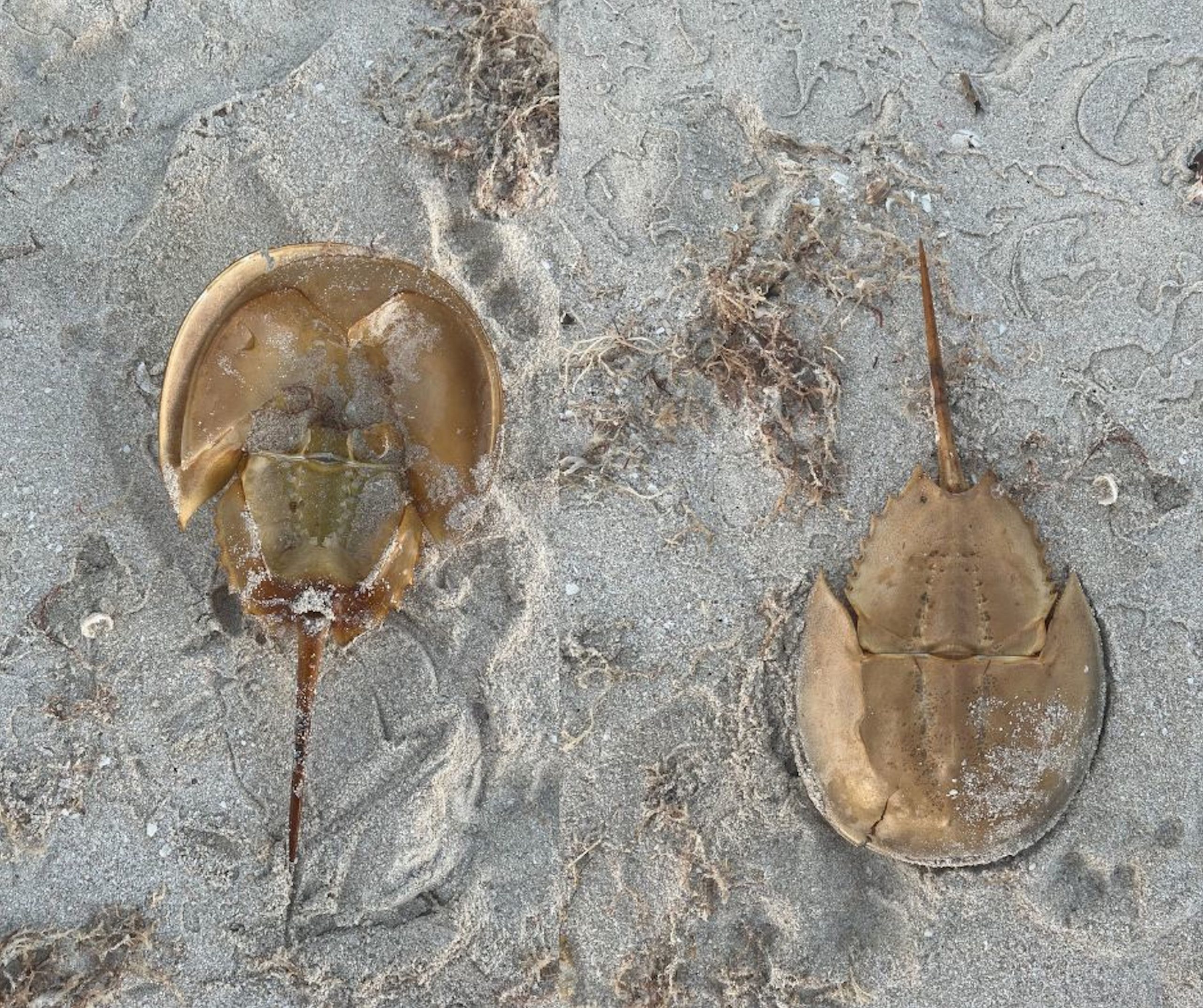Exoesqueletos de Cacerolita de mar (fotografía Meritxell Estrella).