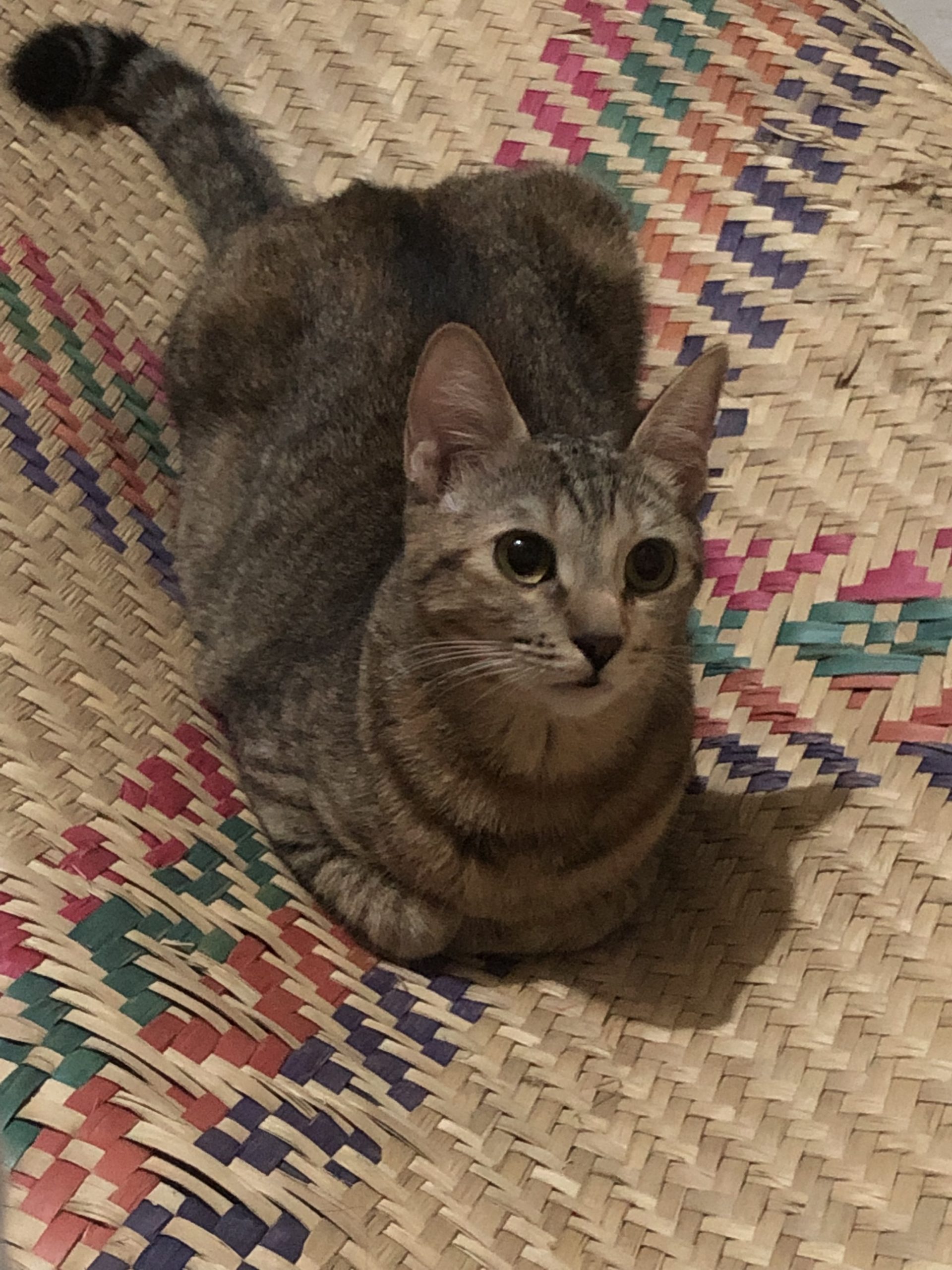 Foto de mi gatita Ivy Queen.
