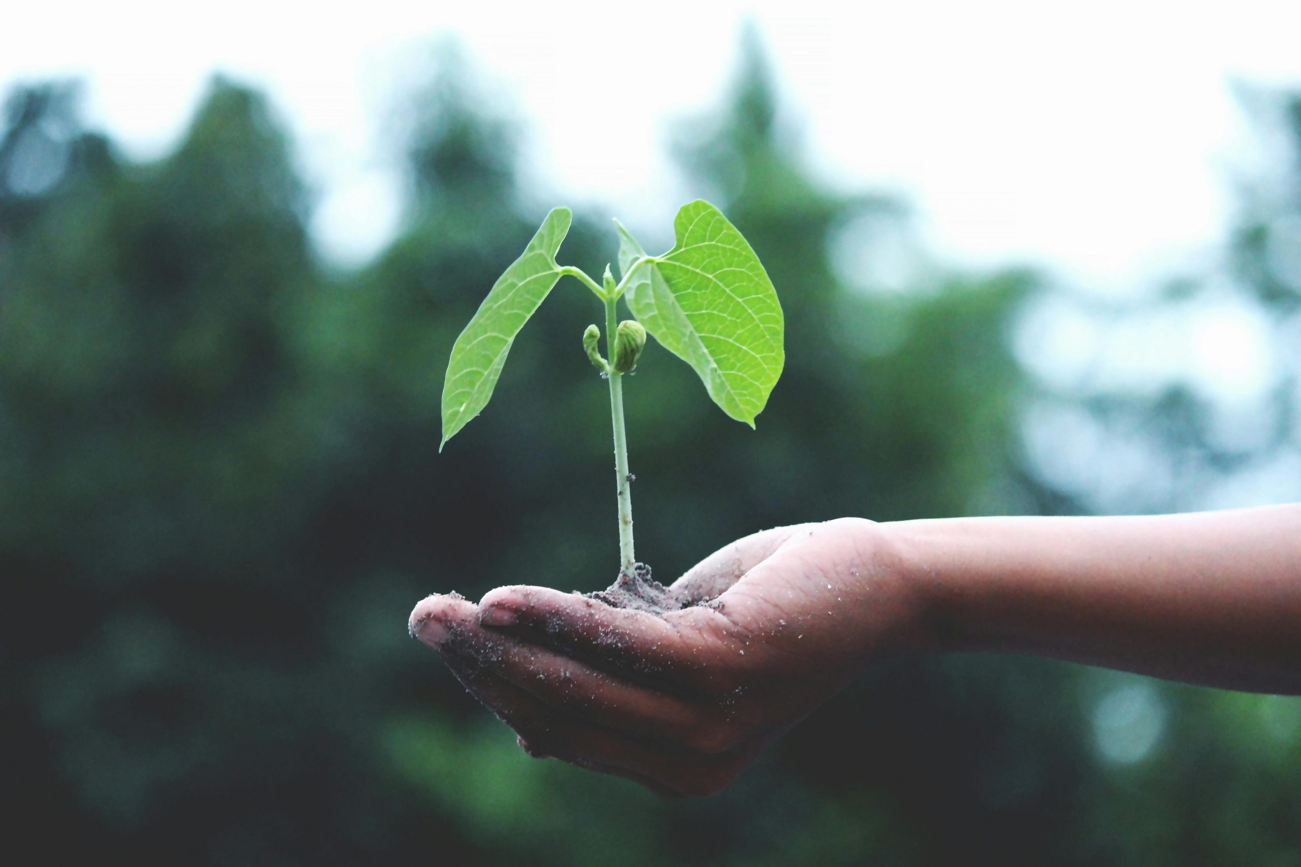 Todo lo que crece: la agricultura regenerativa