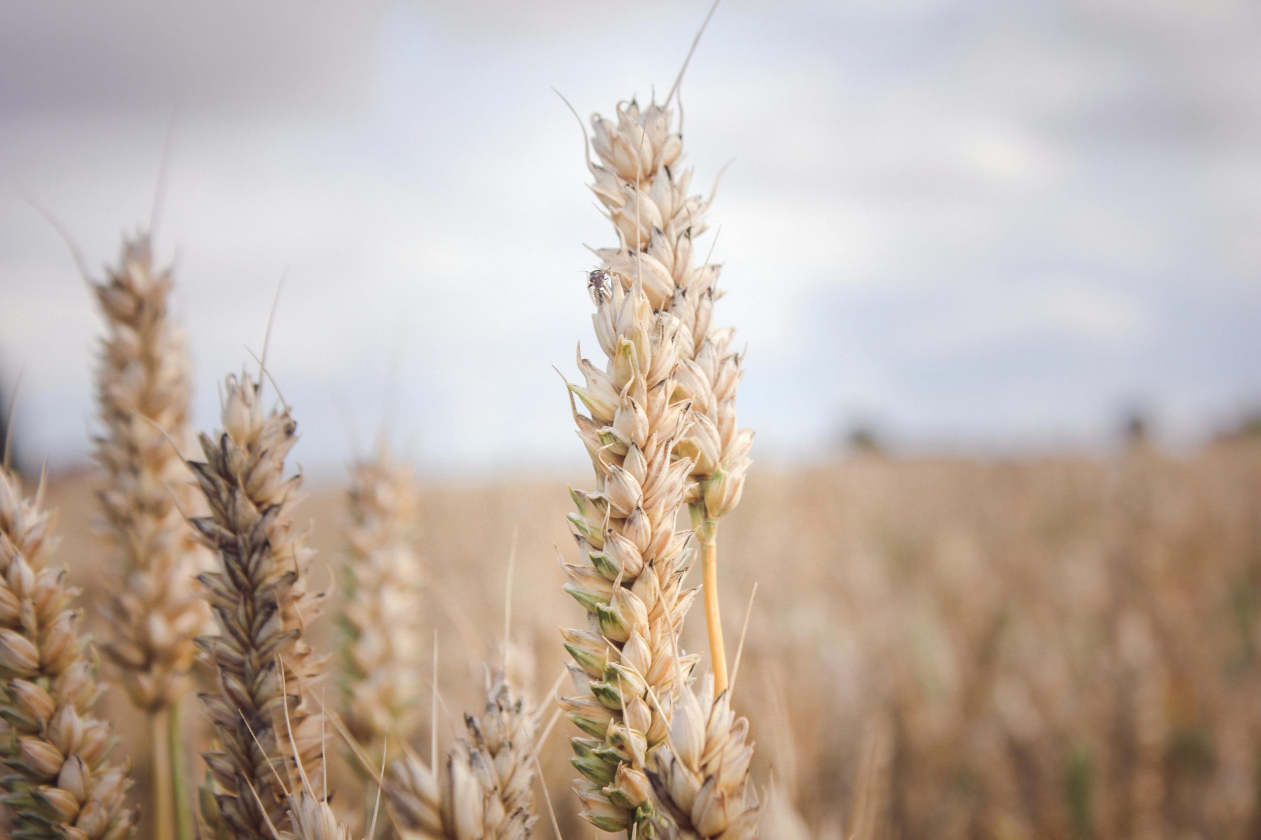 Todo lo que crece: la agricultura regenerativa