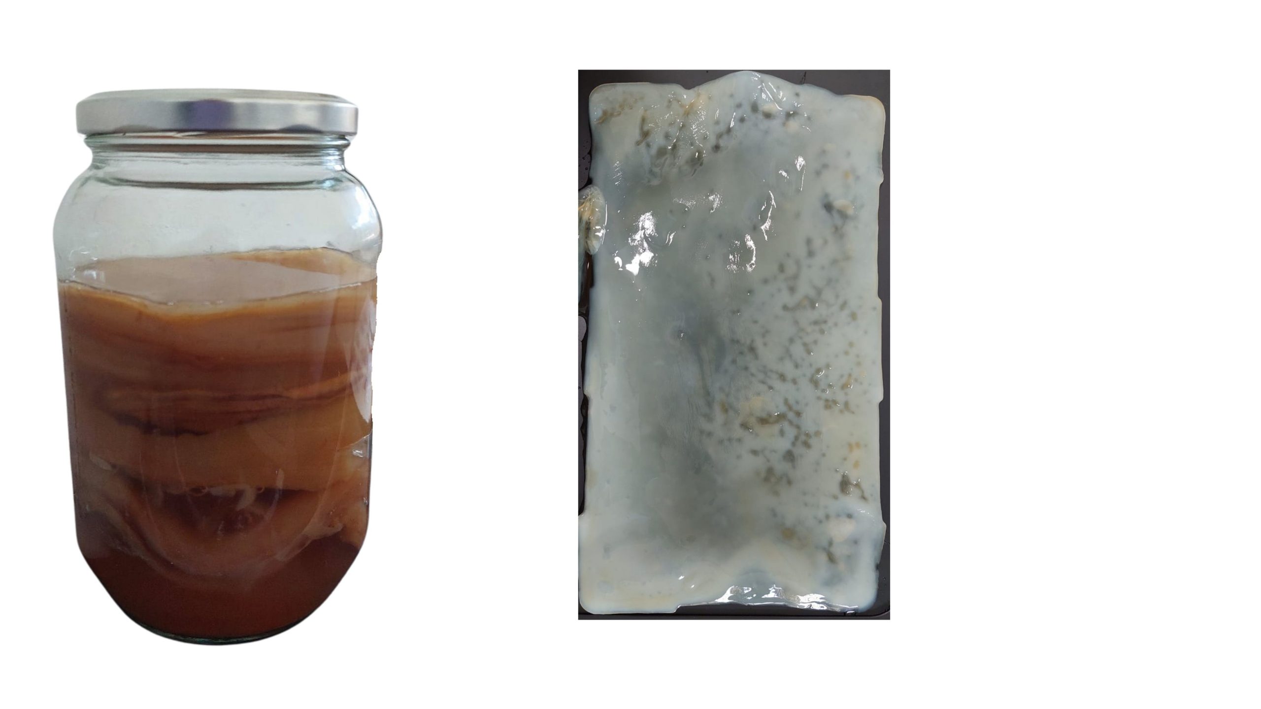 Fotografía del SCOBY en su medio de cultivo y fuera del cultivo.