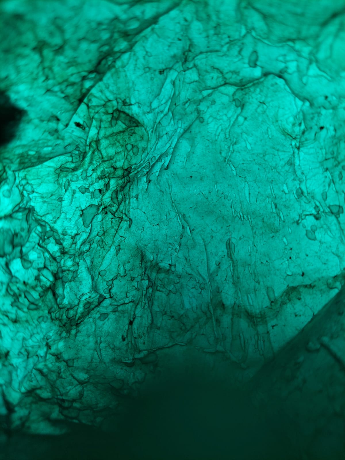 SCOBY teñido de color verde a contraluz.