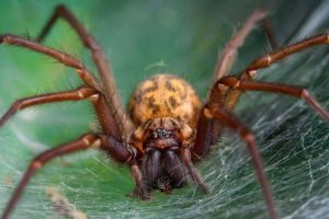Araña6 Araña6