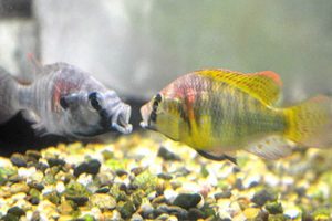 Peces-cíclidos-realizando-despliegues-agresivos.-Foto-de-Karen-Maruska-2015-1-1024x507-1 Peces-cíclidos-realizando-despliegues-agresivos.-Foto-de-Karen-Maruska-2015-1-1024x507-1