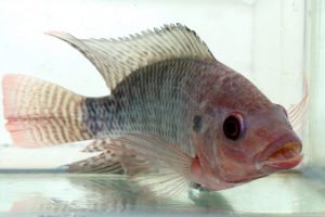 Tilapia-cílido-que-cuida-a-sus-hijos-dentro-la-boca-Foto-Dejanira-Arizmendi Tilapia-cílido-que-cuida-a-sus-hijos-dentro-la-boca-Foto-Dejanira-Arizmendi