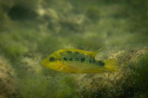 foto-portada-mojarra-con-crías foto-portada-mojarra-con-crías