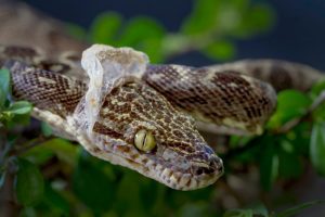 Amazon,Tree,Boa,Snake,Shedding,It's,Skin
