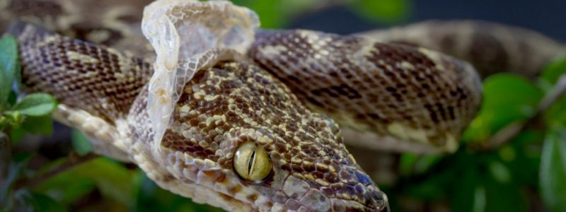 Amazon,Tree,Boa,Snake,Shedding,It's,Skin