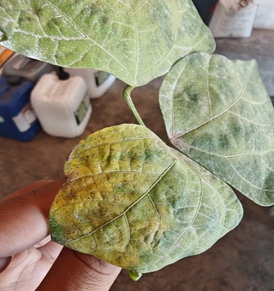 Planta afectada por bacterias (fotografía Dionicio Ponce).