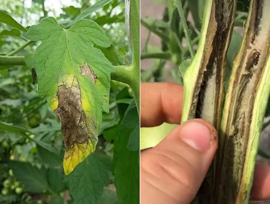Consecuencias en planta de jitomate por infección con P. syringae (Fotografía de Dionicio Ponce).
