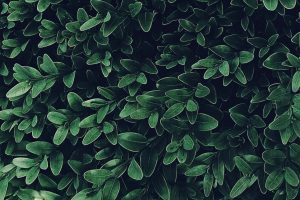 Aprender a leer las plantas