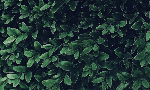 Aprender a leer las plantas Aprender a leer las plantas