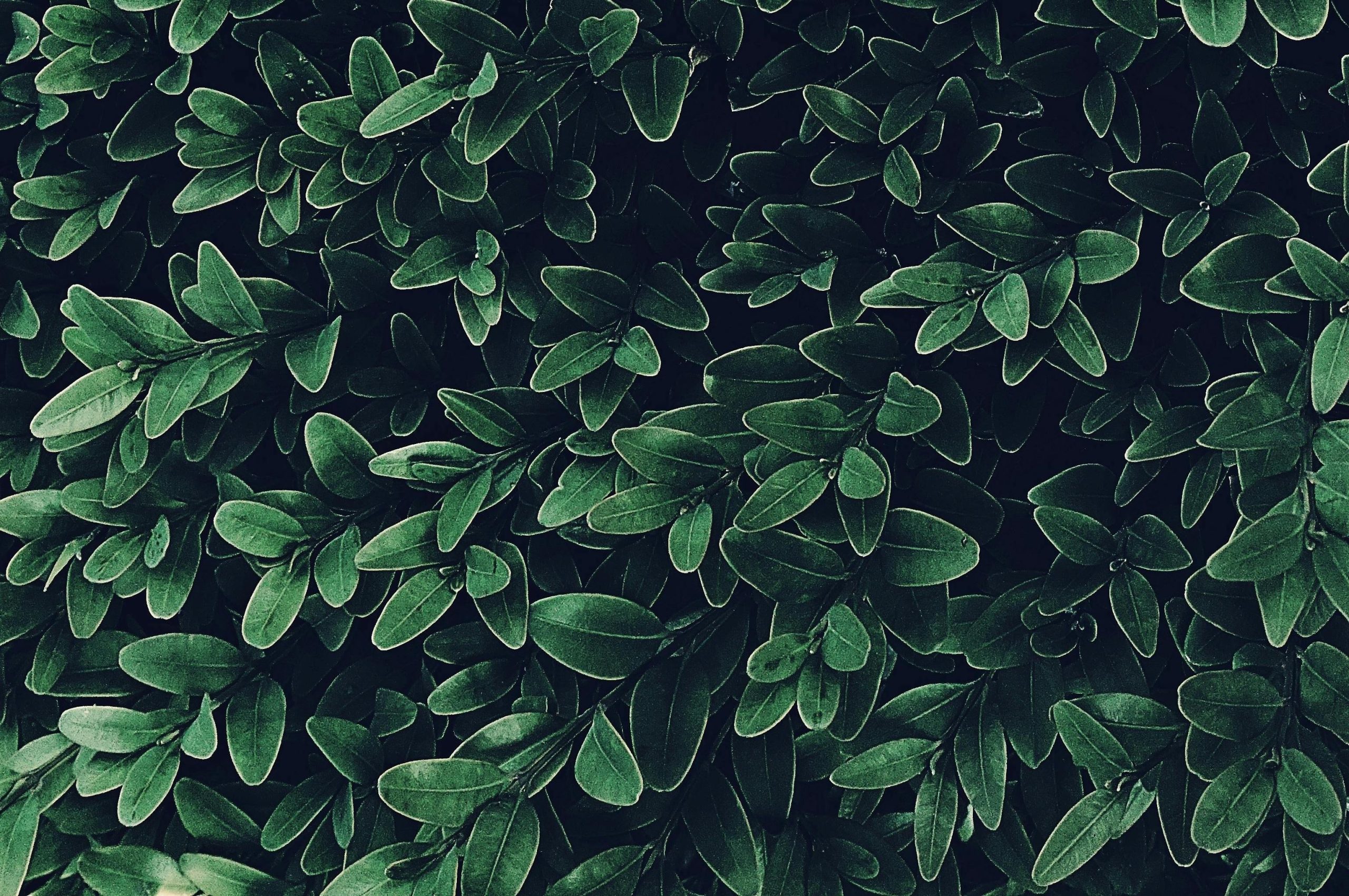 Aprender a leer las plantas