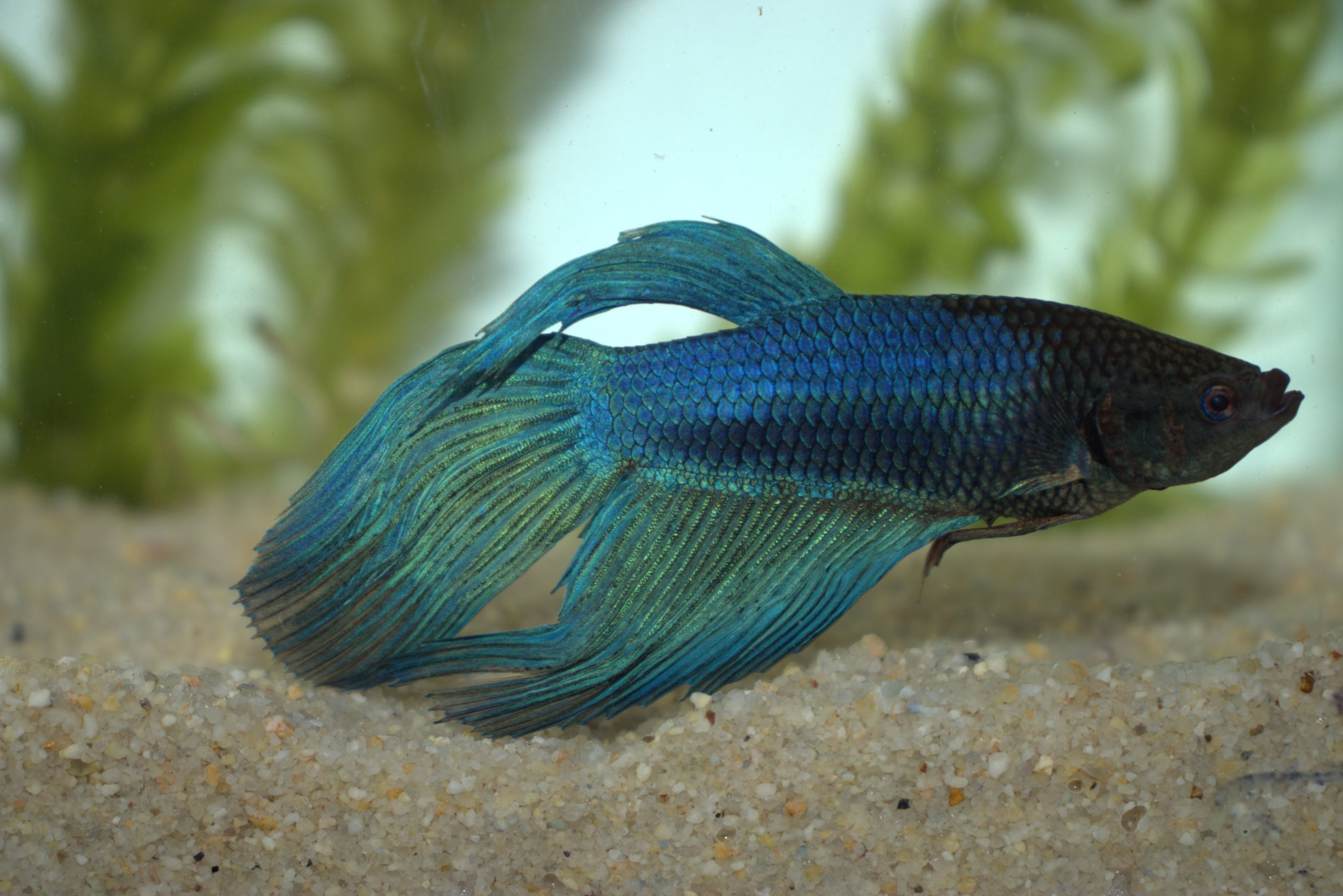 Pez luchador o Betta (fotografía Sandra Montes de Oca).