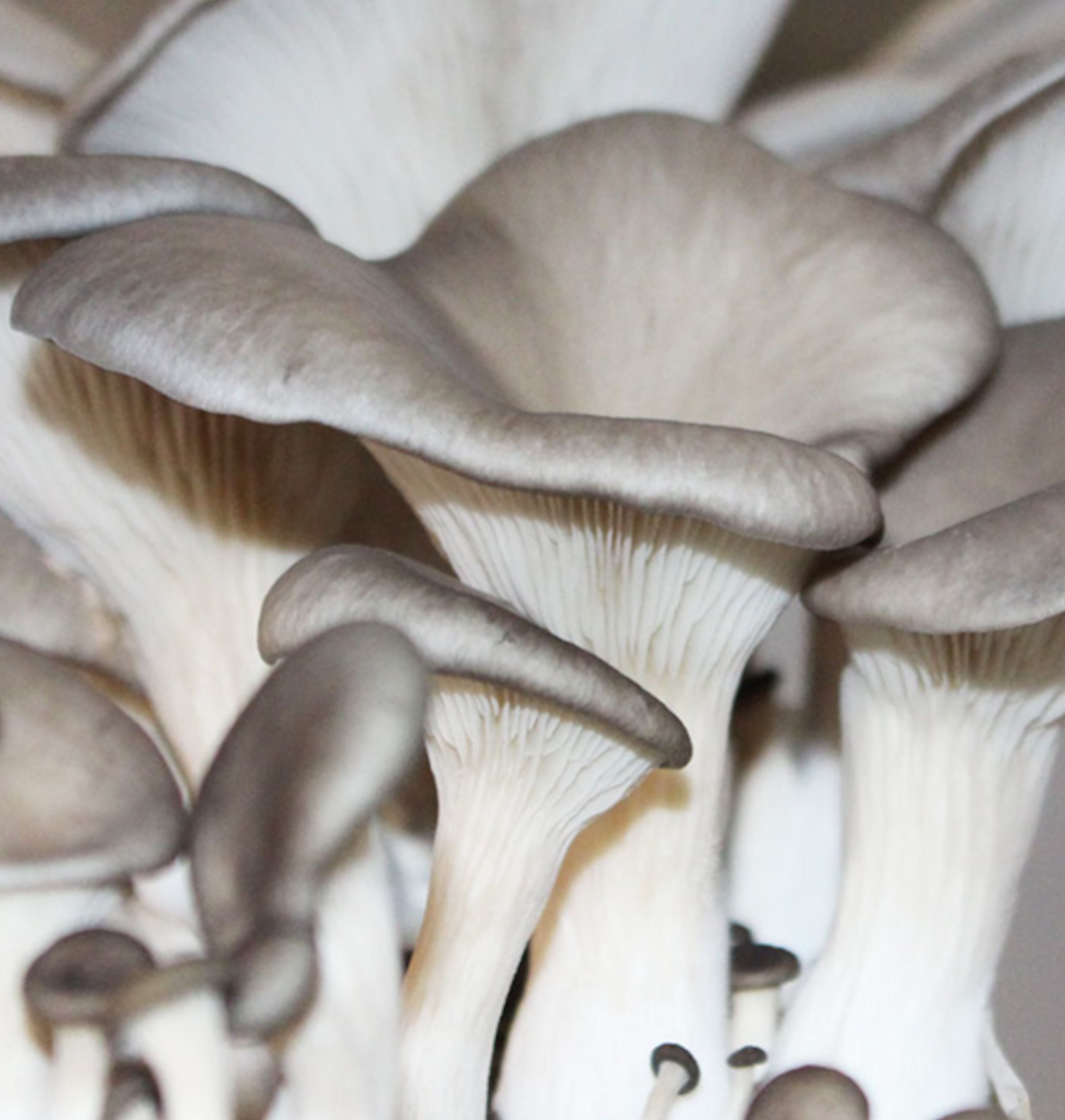 Hongos como alimento (fotografía Maura Téllez-Téllez).