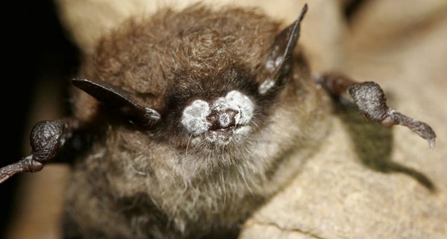 El murciélago pálido Antrozous pallidus con síntomas del síndrome de la nariz blanca, enfermedad que ha afectado a cerca de seis millones de murciélagos norteamericanos. Fotografía de Ryan von Linden/New York Department of Environmental Conservation/Wikimedia Commons (cc by 2.0), 2015.