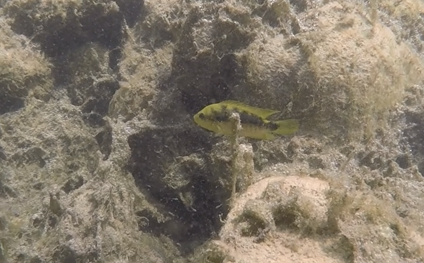 Hembra de la mojarra criolla protegiendo a sus crías.