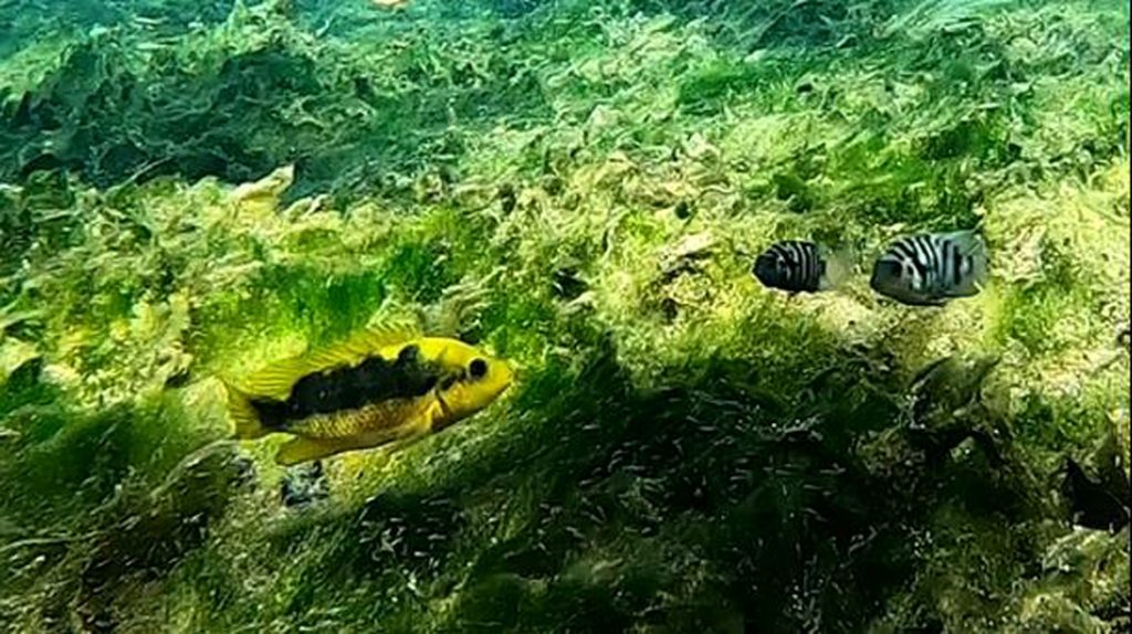 Mojarra criolla defendiendo a sus crías de cíclidos invasores. Foto de Elsah Arce, 2022