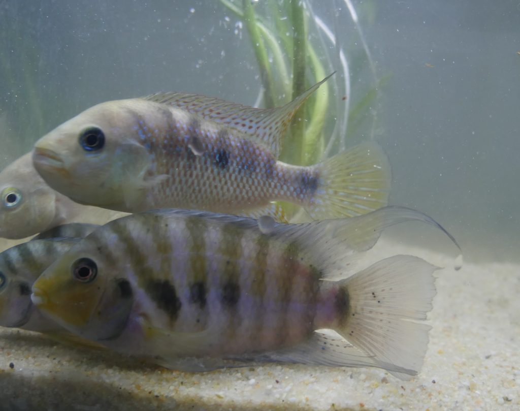 Mojarra-criolla-y-cilcido-convicto