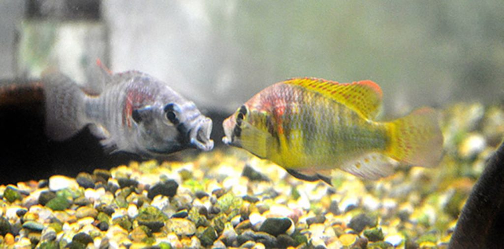 Peces-ciclidos-realizando-despliegues-agresivos.-Foto-de-Karen-Maruska-2015-1-1024x507-1