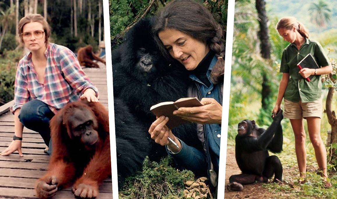 Pioneras de la primatología: Galdikas, Fossey y Goodall.