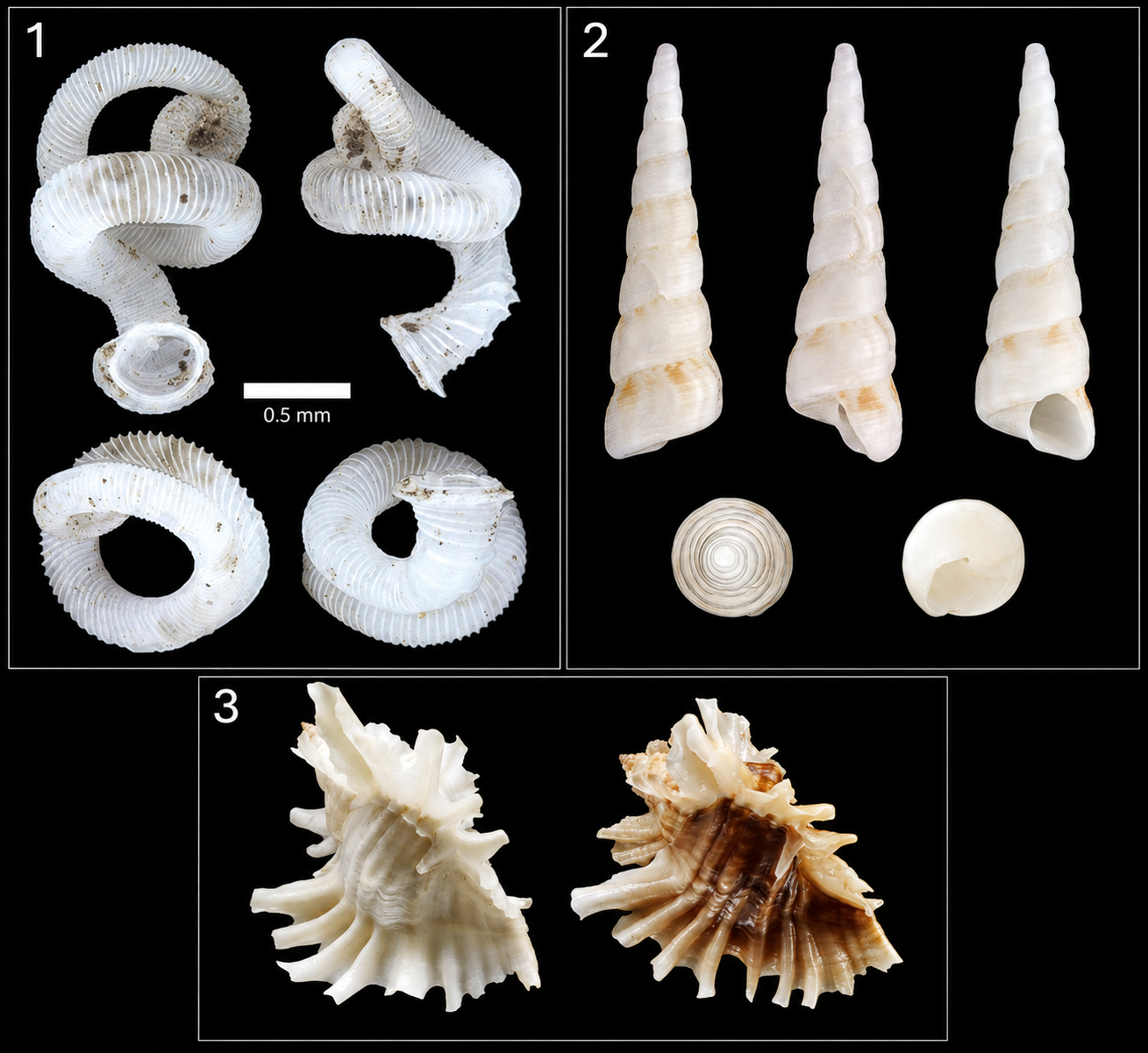 Conchas de diferentes especies de caracoles: (1) Turritella acropora, (2) Opisthostoma vermiculum, (3) Ceratostoma burnetti. Imágenes modificadas de Zell [4], Foon et al. [5] y Polk [6]